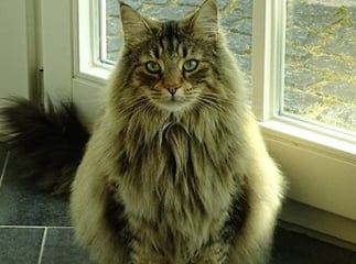 chat norvégien